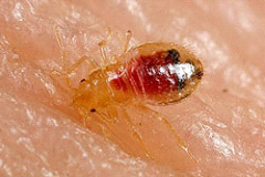 Pločtica posteľná - Larva