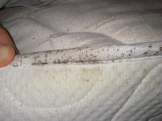 Ploštice posteľné sa najčastejšie ukrývajú v záhyboch matracu