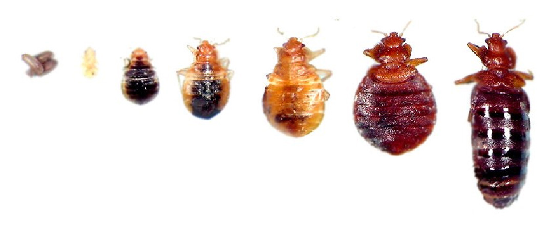 Životný cyklus od larvy po dospelého jedinca