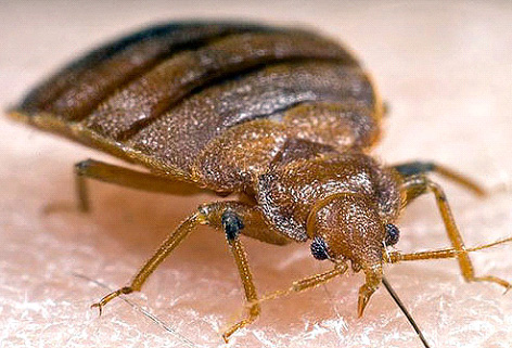 Ploštica posteľná - Cimex lectularius