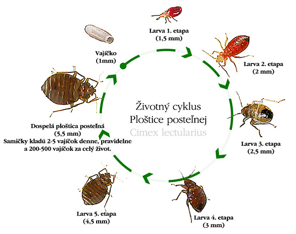 Životný cyklus ploštice posteľnej